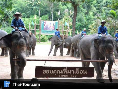 ศูนย์อนุรักษ์ช้างไทย