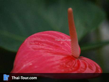 สวนหน้าวัวสุชาดา