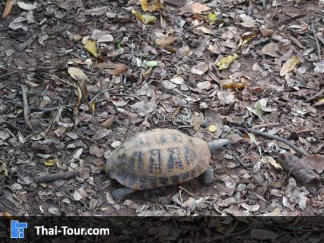 หมู่บ้านเต่าเพ็ก