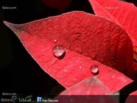 สวนเบญมาศผู้ใหญ่สมประสงค์