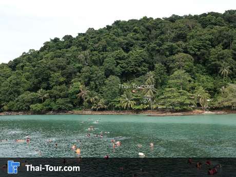 เกาะหวาย