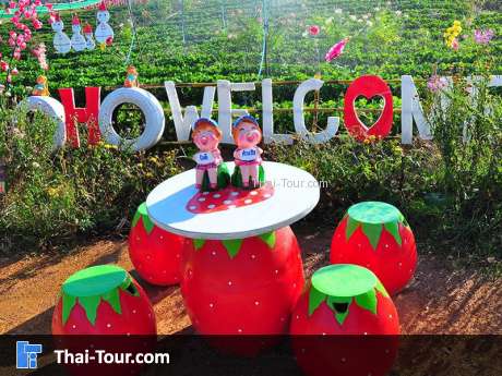 ไร่ โอ้โฮ สตรอเบอร์รี่