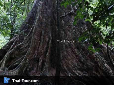 สมพงภูเขาทอง