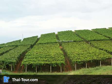 วังน้ำเขียว