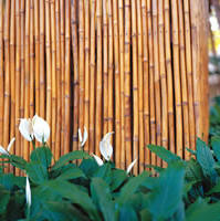 Casuarina Resort - Spa & Massage