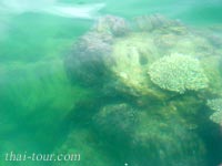 coral for snorkelling