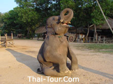 Elephant Training Center