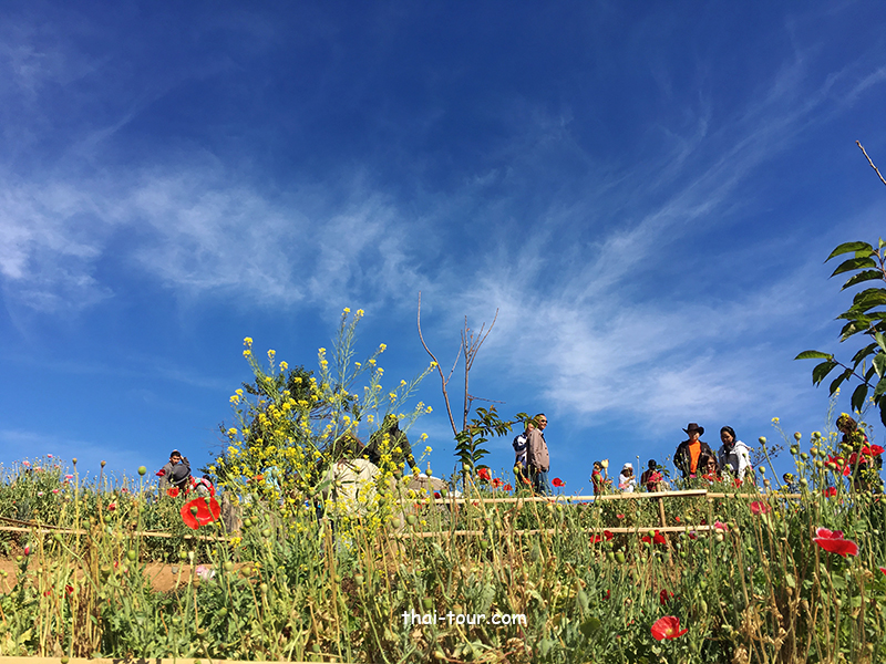 ม่อนแจ่ม