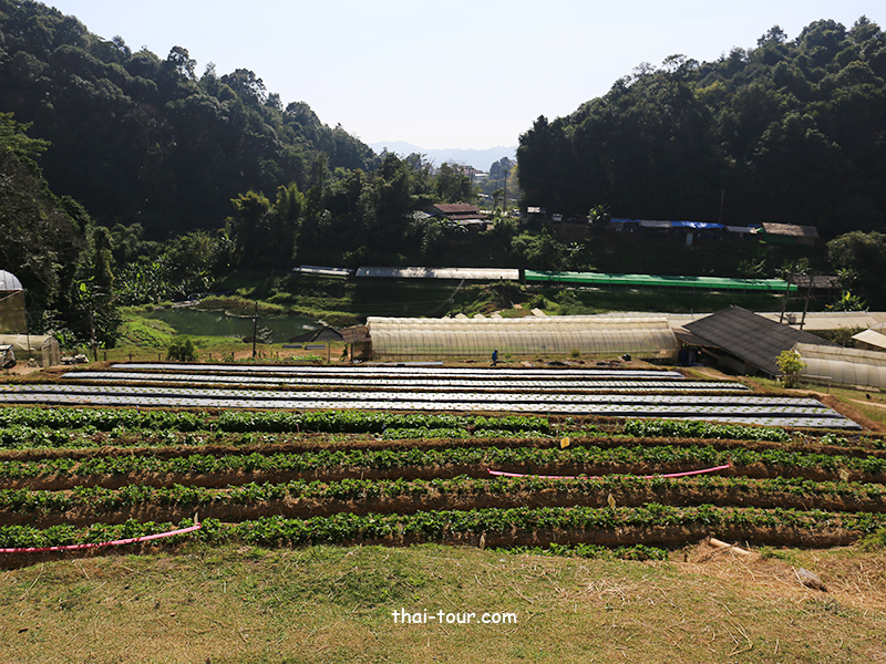 โครงการหลวงหนองหอย