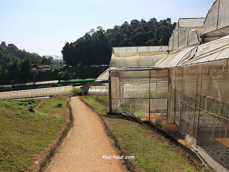 โครงการหลวงหนองหอย