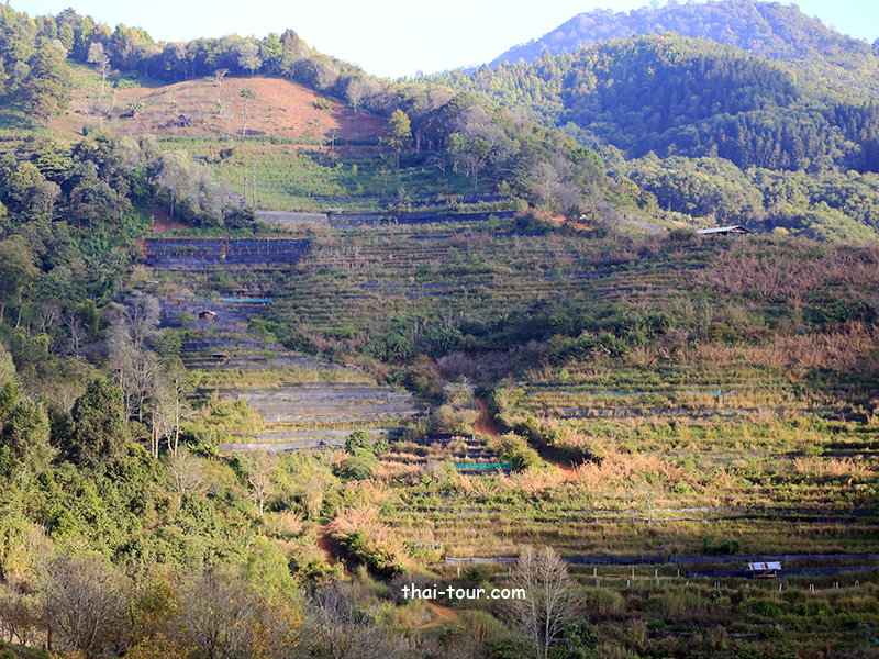 ไร่ชา 2000