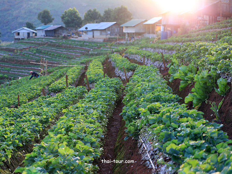 ไร่สตรอเบอร์รี่ ดอยอ่างขาง