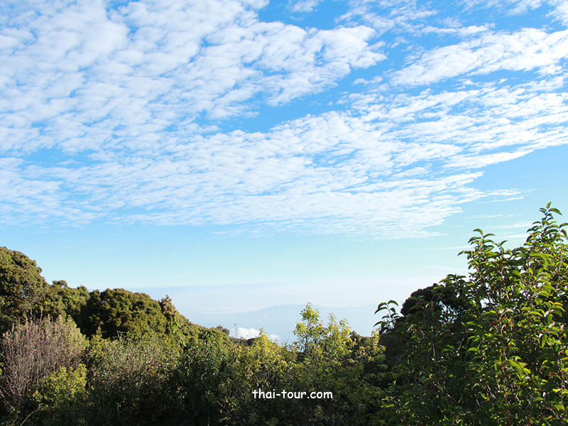 ยอดดอยอินทนนท์