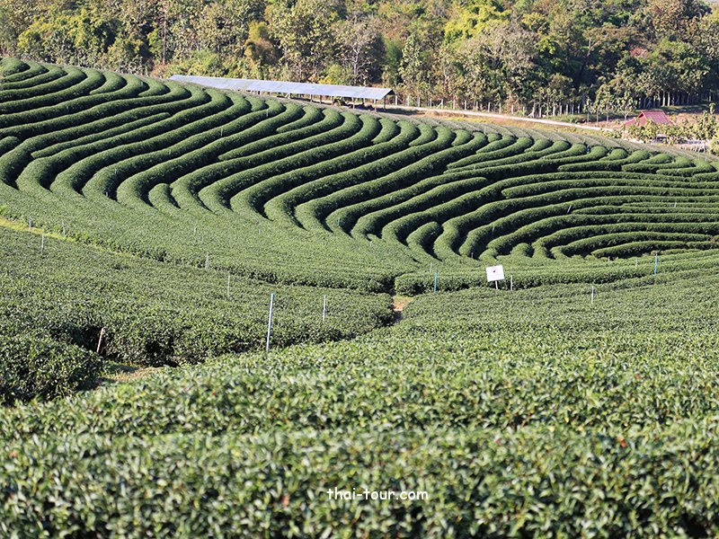 ไร่ชาฉุยฟง