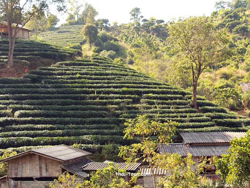 ไร่ชาดอยวาวี