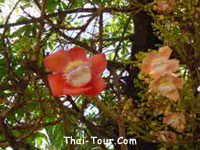 ดอกสาละ ในพุทธประวัติ