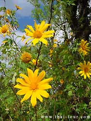 Sun Flower (Bua-Tong)