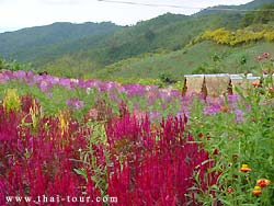 other flowers, villagers grow, accommodation is available here too.