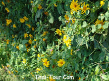 ดอกบัวตอง บานเต็มทุ่ง มีให้เห็นอยู่ทั่วไป