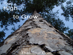 โตวันโตคืน....กับป่าสนที่มากที่สุดในประเทศ