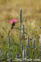 หางเสือ