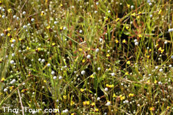 มณีเทวา