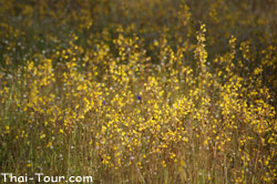 สร้อยสุวรรณา