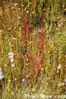 หยาดน้ำค้าง