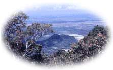 forest_namtokyong.jpg (5710 bytes)