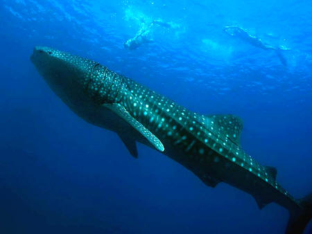 Ac resort koh tao accommodation