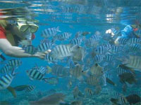 Central Cottage Resort Koh Phangan, Amenities Facilities