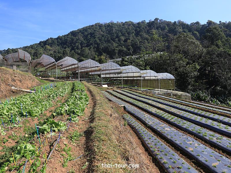 โครงการหลวงหนองหอย