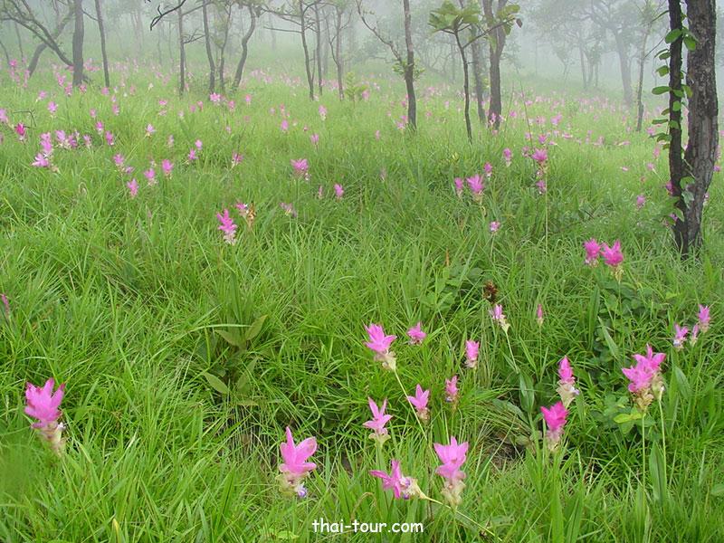 ทุ่งดอกกระเจียว