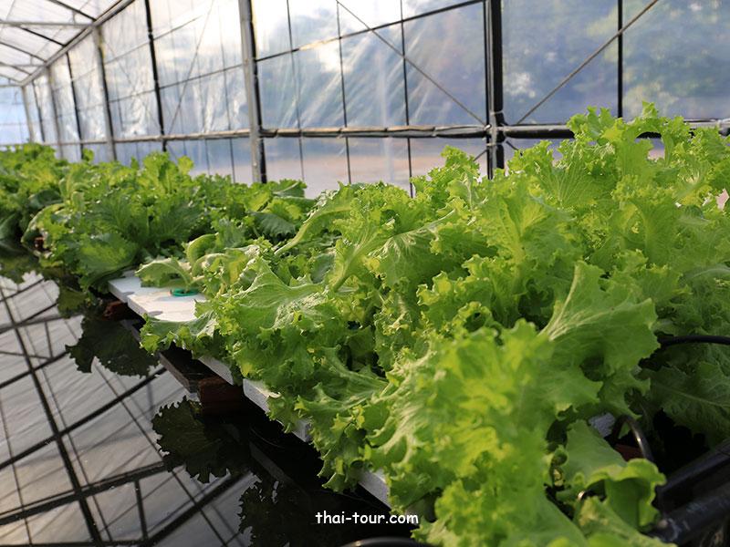 โครงการหลวงจิตรลดา นครสวรรค์	