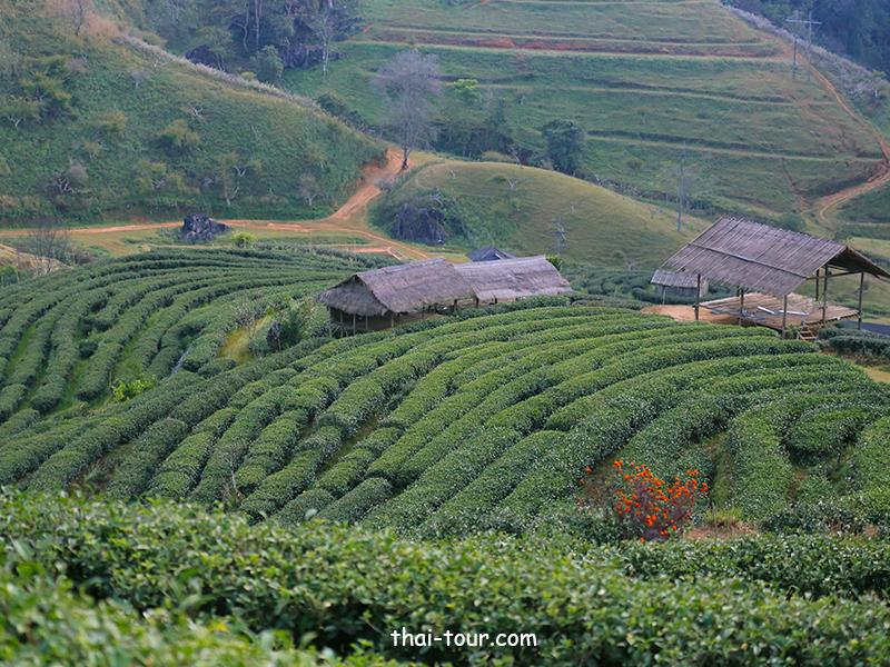 ไร่ชา 2000