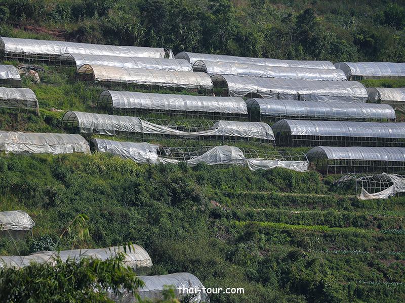 แปลงผักอินทรีย์ ดอยอ่างขาง