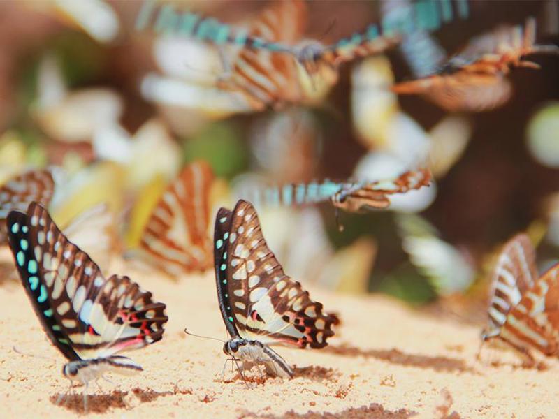 อุทยานแห่งชาติปางสีดา