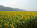 Sunflower Field at Farm Chokchai, Nakornratchasima
